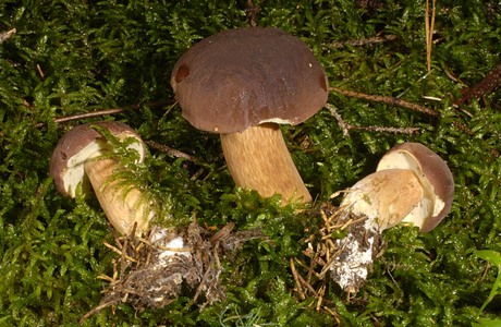 Maronenröhrling (Boletus badius) - © Heinz Prelicz